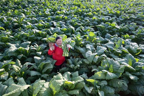 Old lady harvesting tobacco leaves in the harvest season Farmers ...