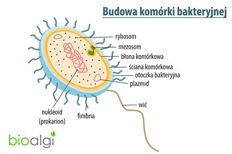 Bakterie Bioalgi