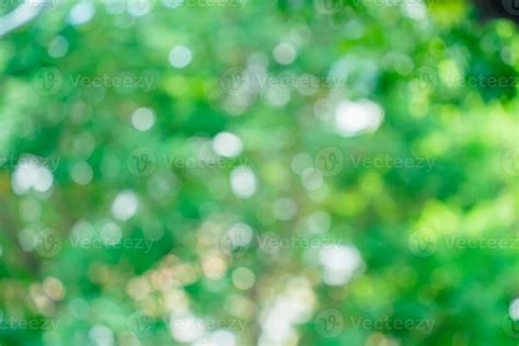 Sunny Abstract Green Nature Background Abstract Blur Green Color For