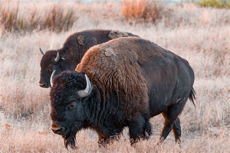 Bison Photos, Download The BEST Free Bison Stock Photos & HD Images