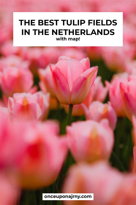 The Best Tulip Fields Netherlands + Map | Once Upon a Journey