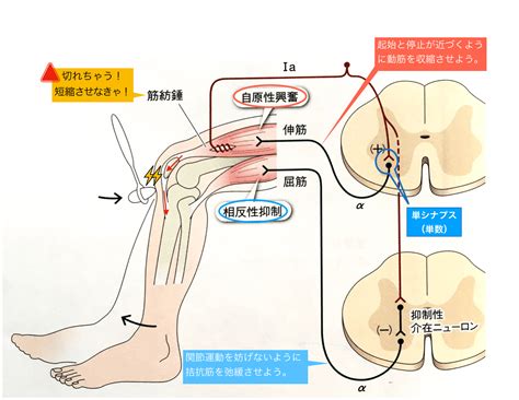 国試によく出る！脊髄反射についてのまとめ リハビリクエスト