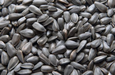 Raw Black Russian Sunflower Seeds