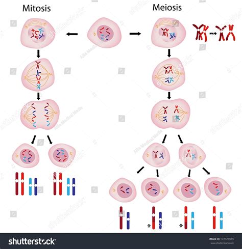 Mitosis Vs Meiosis Stock Illustration 172528919 Shutterstock