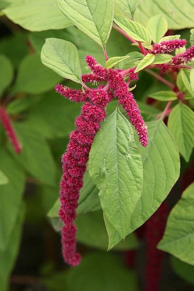 Amaranthus Caudatus Foxtail Amaranth Love Lies Bleeding Tassel