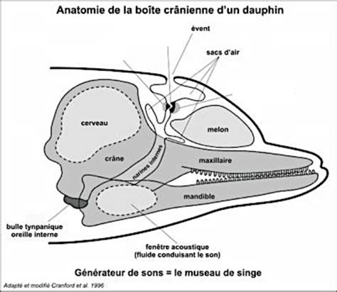 Anatomie Du Cr Ne D Un Dauphin La Concentration Et La Transmission Du