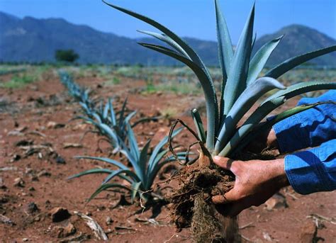 M Xico Es Un Pa S De Magueyes Desde Los M S Conocidos Como El Azul Que