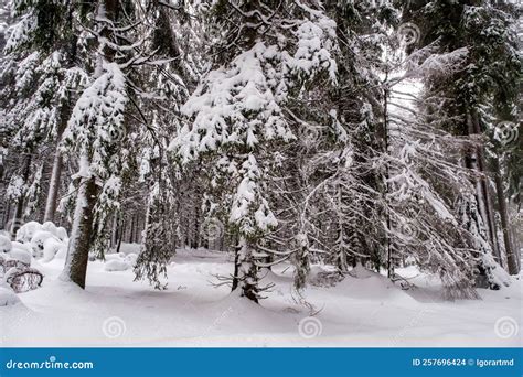 Spruce Tree Forest Covered By Snow In Winter Picturesque View Of Snow