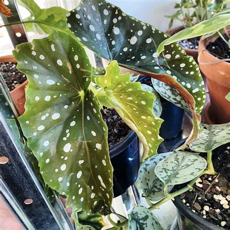 Begonia Maculata Wightii Begonia Maculata Indoor Plants Begonia