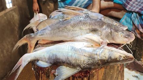 Rare Big Ayer Fish Cutting Live In Bd Fish Market Amazing River Bagha