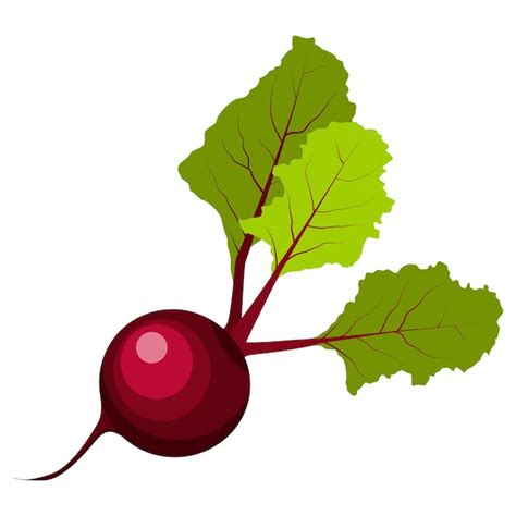 Premium Vector Beetroot Illustration Vector Isolated On White Background