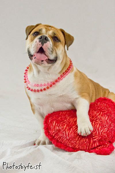 English Bulldog has paw on heart pillow, Valentine Dog. Puppy Dogs Puppies Valentine Mini ...