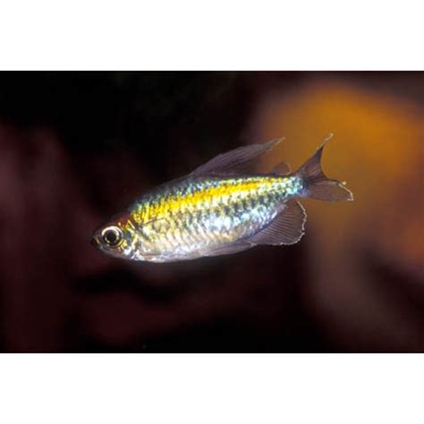 Congo Tetra 5cm Phenacogrammus Interruptus