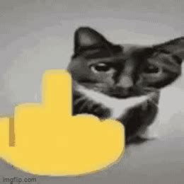 Cat flips you off - Imgflip