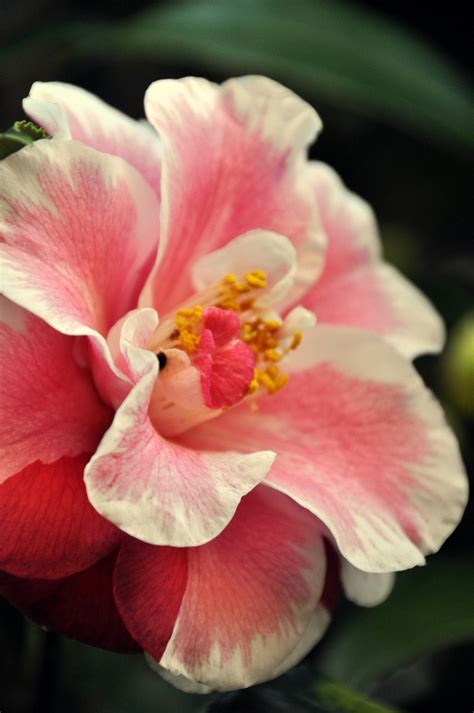 174 best images about Floral - Camellia on Pinterest | Floral ...