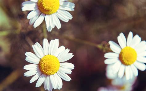 daisies Wallpapers HD / Desktop and Mobile Backgrounds