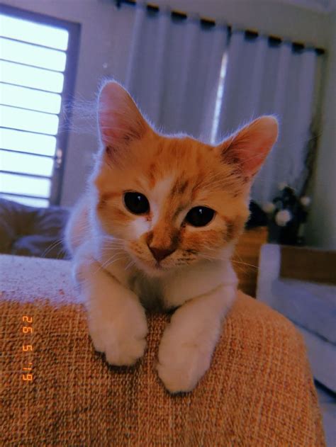 An Orange And White Cat Sitting On The Arm Of A Couch Looking At The Camera