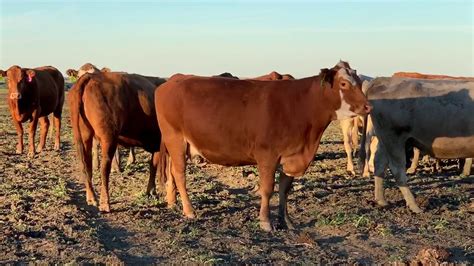 40 Beefmaster Red Angus Charolais And Charolais Cross Bred Cows