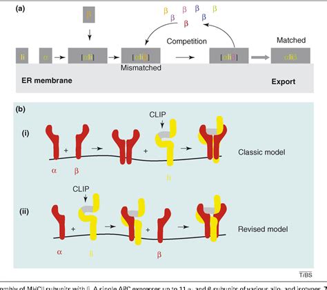 Figure 1 From A Revised Model For Invariant Chain Mediated Assembly Of