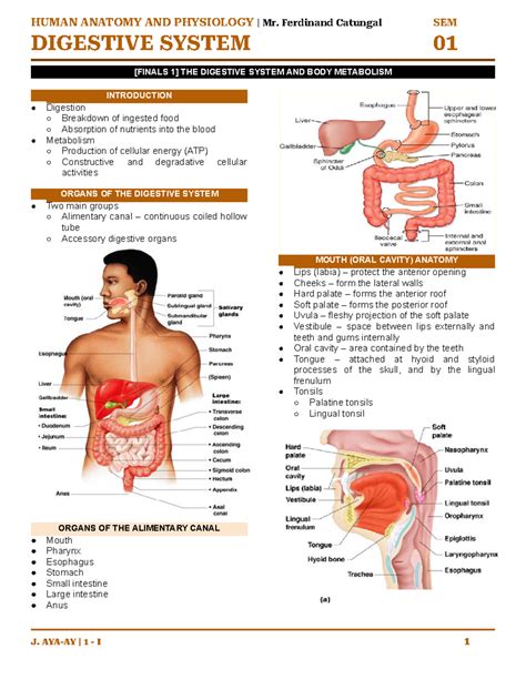 Finals Human Anatomy AND Physiology HUMAN ANATOMY AND PHYSIOLOGY