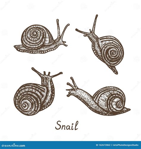 Snails Collection Hand Drawn Gravure Style Vector Sketch Illustration