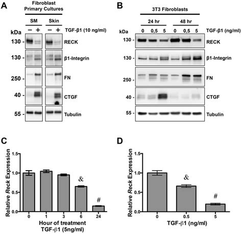 TGF β1 decreases RECK expression in fibroblasts A NIH3T3 fibroblasts