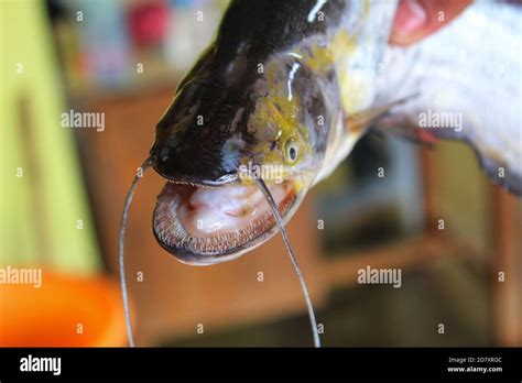 Catfish Teeth Angelica Gosta