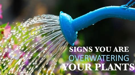 Signs You Are Overwatering Your Plants