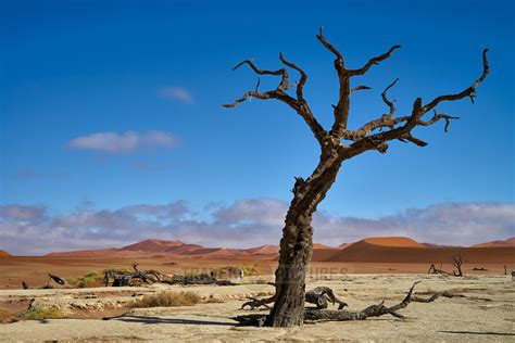 Travel4pictures Famous Dead Vlei With Dead Trees Desert Landscape Of Namib 02 2019