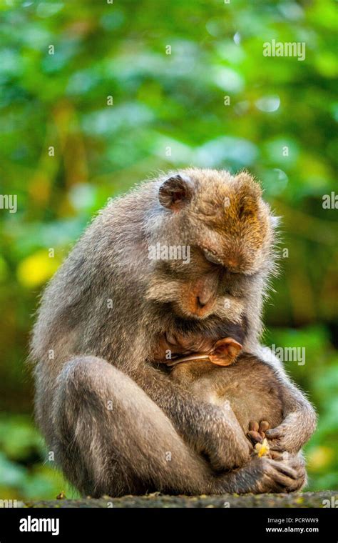 Long-tailed macaque (Macaca fascicularis), monkey family with babies, sleeping monkeys, monkey ...