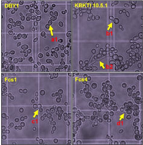 Morphology Of Parental And Mutant Yeast Cells After 48 H Of Incubation