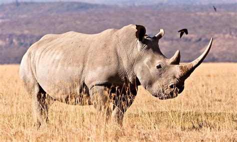 White Rhinoceros Vs Indian Rhinoceros Bestiary