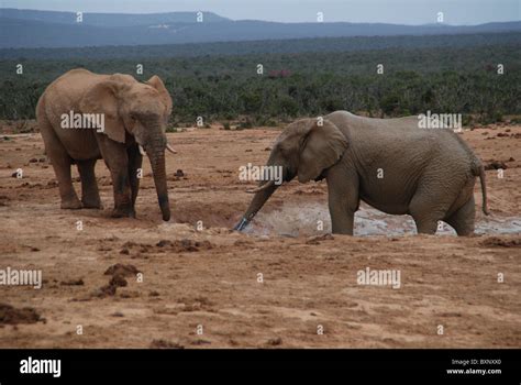 African Elephant herd in Addo Elephant National Park, South Africa ...