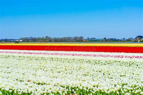 Tulip fields in Holland stock photo. Image of european - 276519606