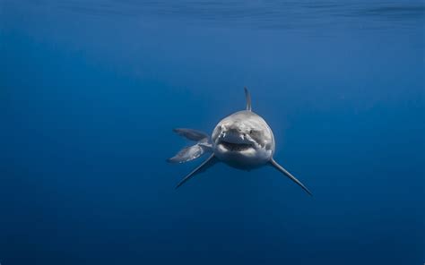 Great White Shark Wallpaper Hd - WallpaperSafari