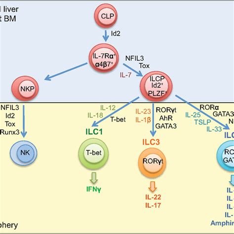 Development of innate lymphoid cells. Innate lymphoid cells ...