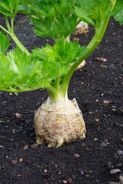 Apium Graveolens Var Rapaceum Ibis Celeriac Ibis Annual Biennial RHS