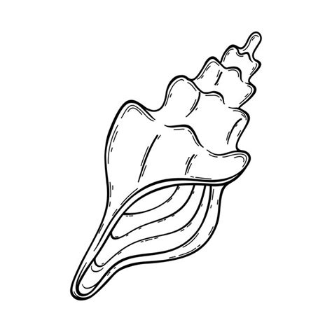 Conch Shell Drawing Vectors And Illustrations For Free Download