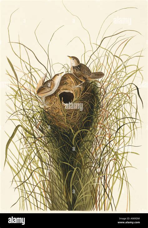 Sedge wren nest hi-res stock photography and images - Alamy