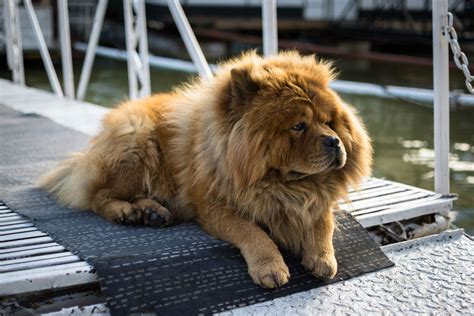 Cruce Entre Chow Chow Y Husky L Sanpiero