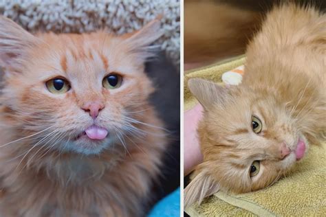 The Cat Underwent A Remarkable Transformation Following Its Rescue Now