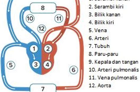 Mengetahui 4 Komponen Darah Dan Fungsinya Bagi Tubuh Manusia Sonoraid