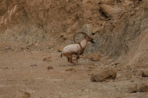 Premium Photo | Ibex or mountain goat in the habitat mountain goat or wild goat in the mountains