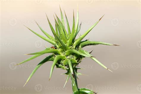 Thorny plants and flowers in a forest clearing. 14301707 Stock Photo at ...