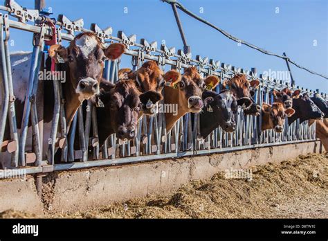 Cattle Feedlot America Hi Res Stock Photography And Images Alamy