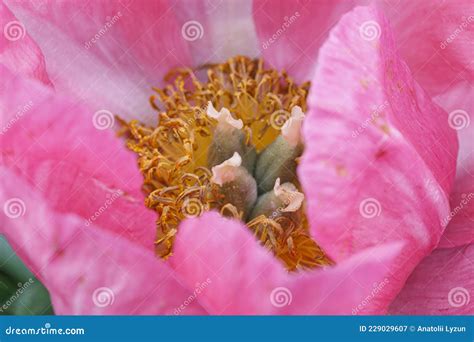 Bellissima Costoletta Di Rosa Rosa Rosa Di Rosa Peony Lactiflora Macro