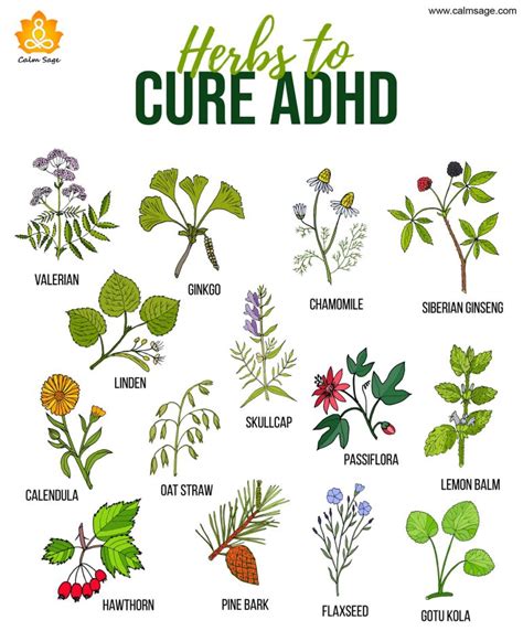 6 Best Herbs To Help Ease ADHD Symptoms