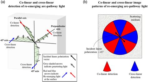 Geometrical effects on the linear polarization vector through ...