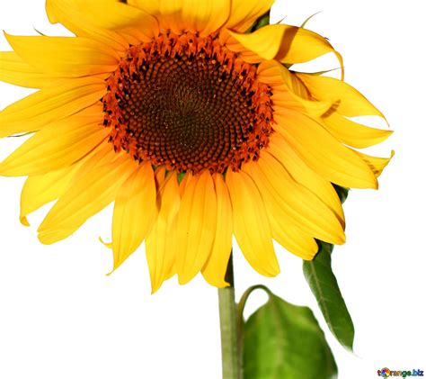 Обложка. Подсолнух цветок на светлом... №51746