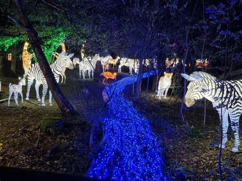 En images Avec ses Lumières sauvages le Safari de Peaugres fait son